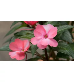 Impatiens