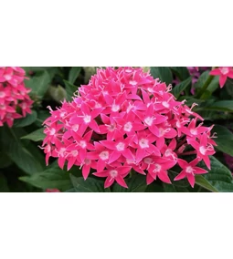 Pentas