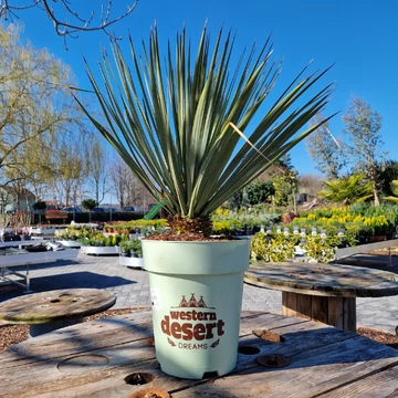 Yucca Mix Western 7 L