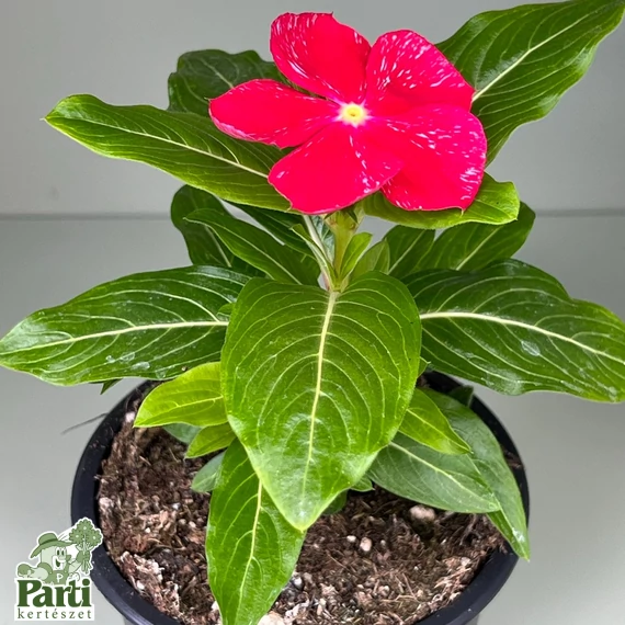 Vinca csomag - piros - 3db