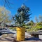 Eucalyptus Gunni Azura