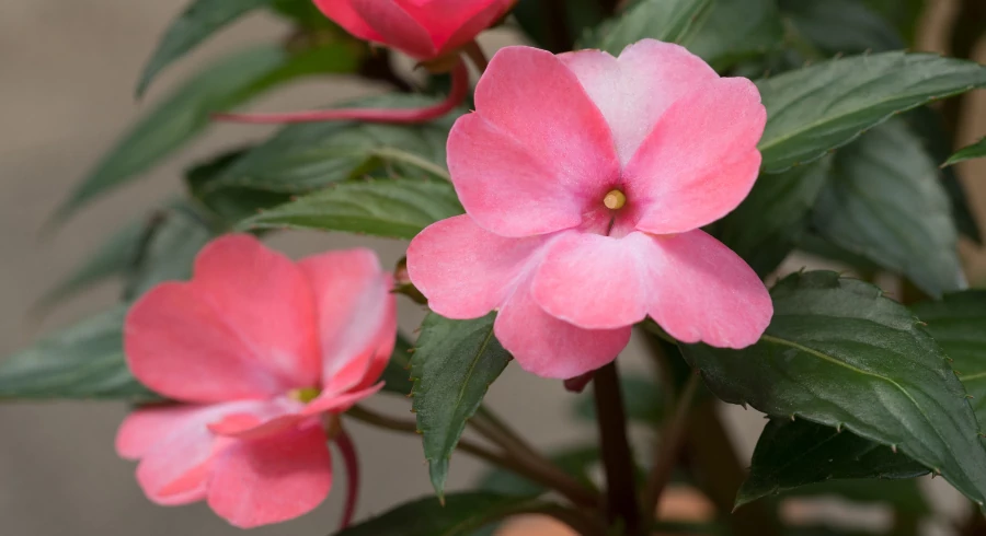 Impatiens
