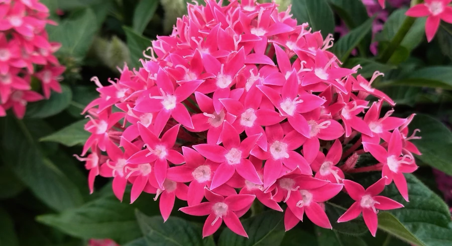 Pentas